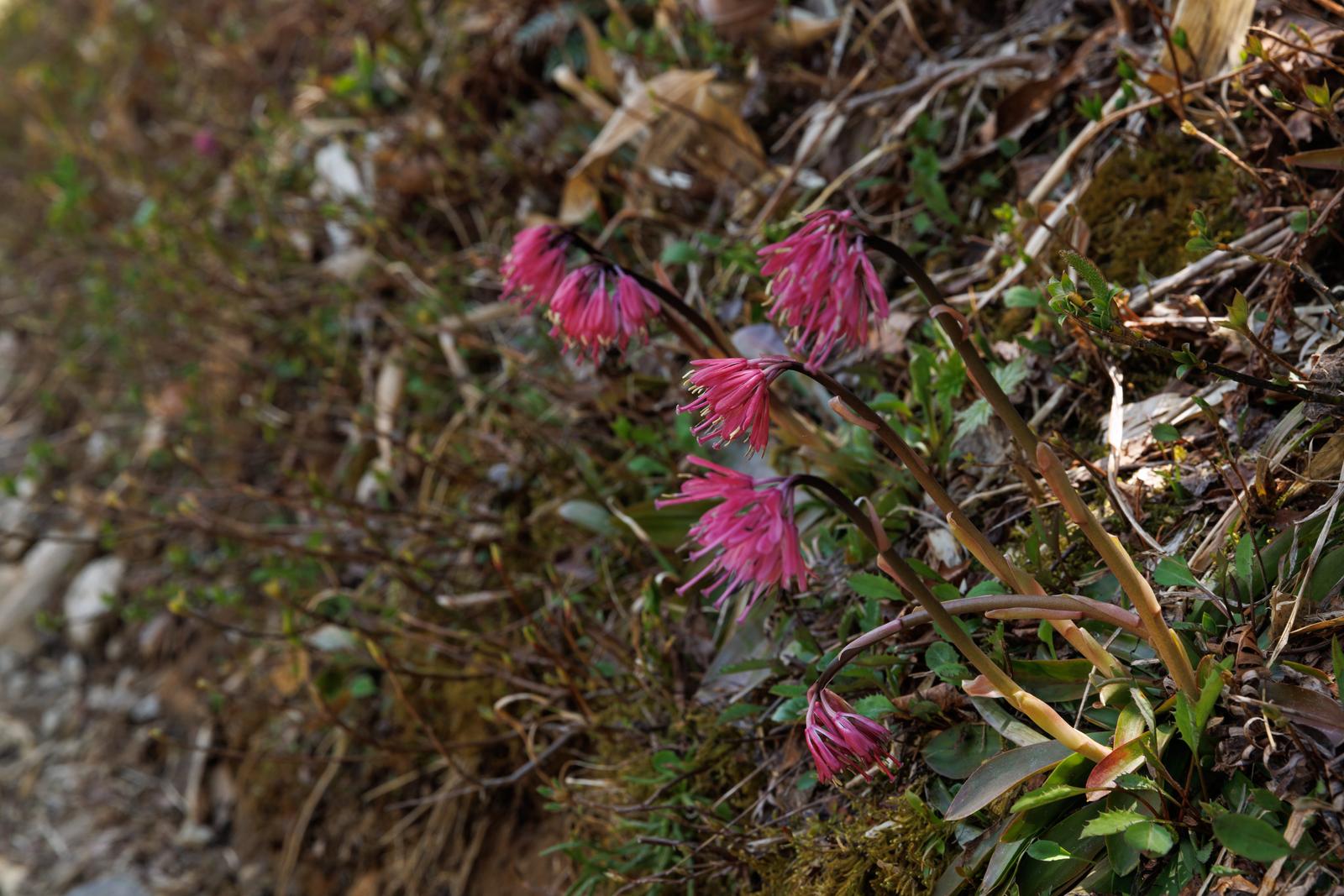 安達太良山の登山道脇に咲く濃いピンク色のショウジョウバカマの花