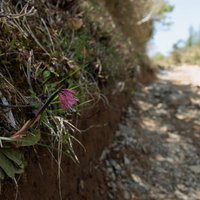 福島県の安達太良山登山道で見かけるショウジョウバカマの写真