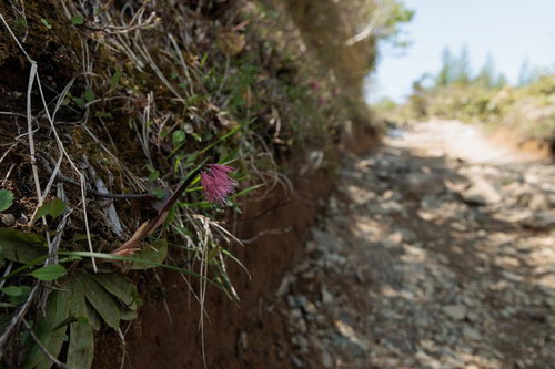 福島県の安達太良山登山道で見かけるショウジョウバカマ