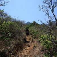 新緑が包む勢至平、春の息吹を感じる登山コースの写真