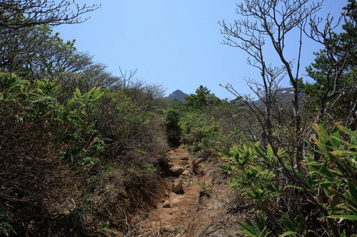 新緑が包む安達太良山の勢至平、春の息吹を感じる登山道