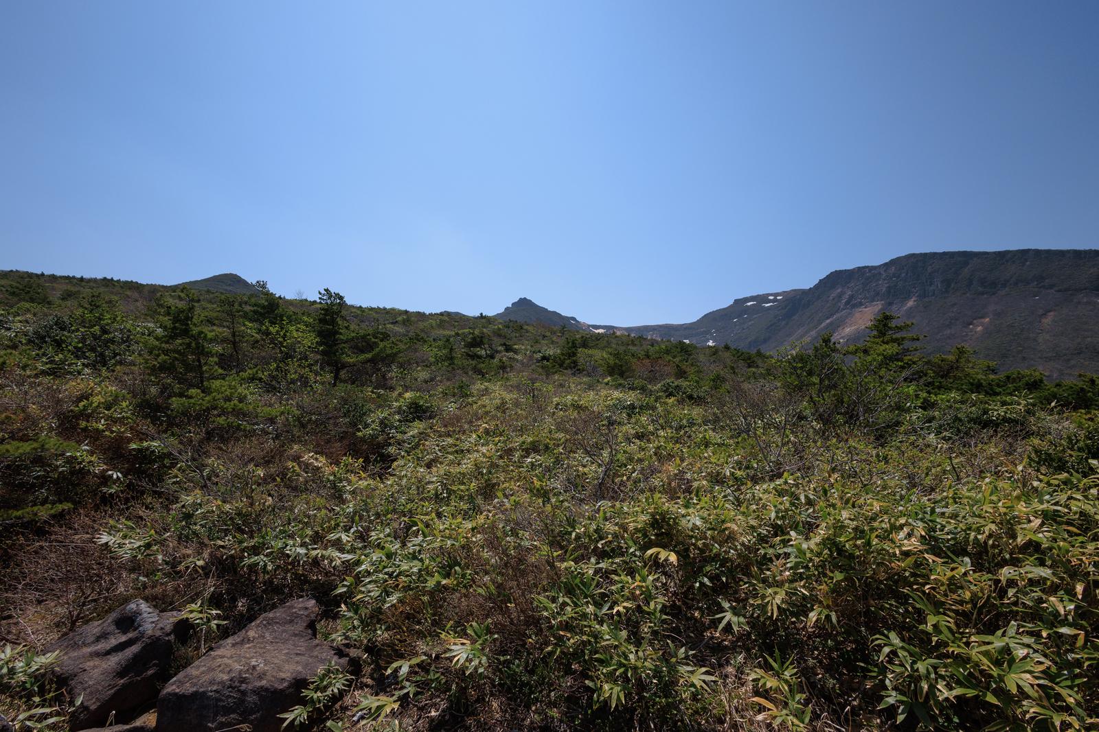 安達太良山の勢至平で樹冠に囲まれた雑木林と遠くの山々の新緑風景