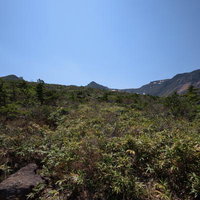 安達太良山の勢至平で樹冠の間からのぞく新緑の写真