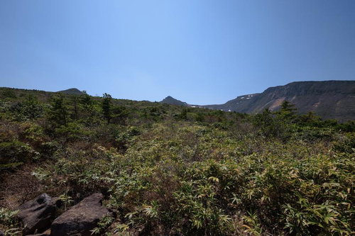 安達太良山の勢至平で樹冠の間からのぞく新緑