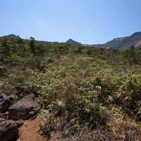 安達太良山の勢至平で見る新緑の樹冠と岩場の登山道の写真