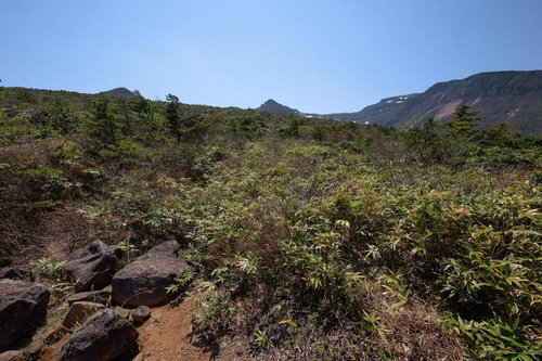 安達太良山の勢至平で見る新緑の樹冠と岩場の登山道