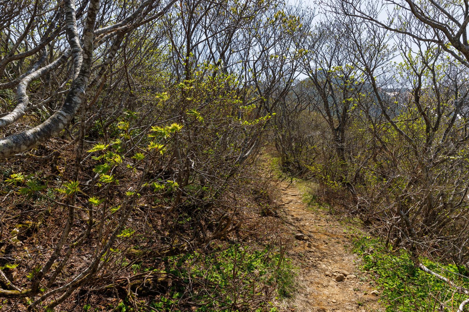 安達太良山の勢至平で薄緑の新芽が芽吹く登山道