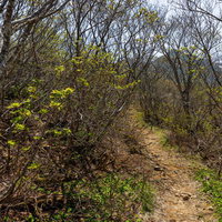 安達太良山・勢至平の薄緑の木々が彩る登山道の写真