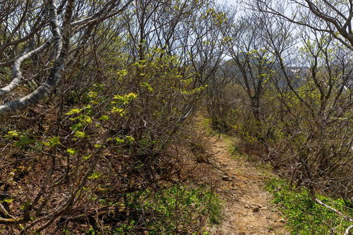 安達太良山・勢至平の薄緑の木々が彩る登山道