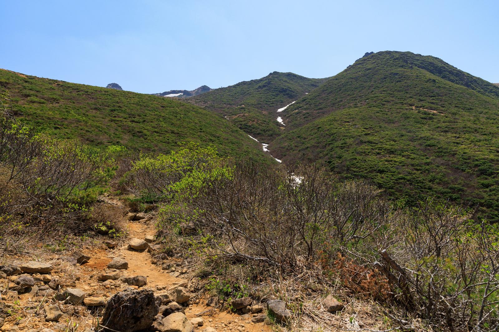 安達太良山勢至平の登山道。新緑の低木が茂り、奥の谷には雪渓が見える