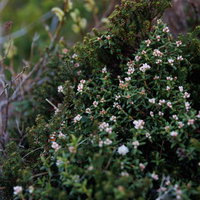 ミネズオウの淡いピンク色の花が咲く安達太良山の写真