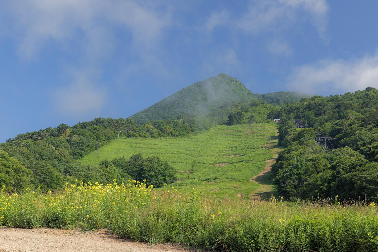 猪苗代登山口の登山道沿いに咲く菜の花と磐梯山