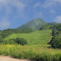 猪苗代登山口から磐梯山へ向かう登山道沿いの菜の花の写真
