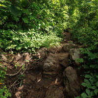 猪苗代町の磐梯山登山道で茂る雑木林と岩場の写真