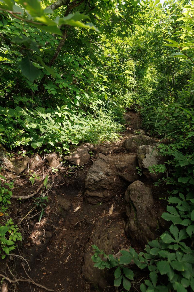 磐梯山登山道の雑木林と岩場。緑に囲まれた狭い山道