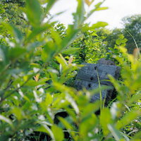 緑の草木に覆われた磐梯山の山頂標と樹林の風景の写真