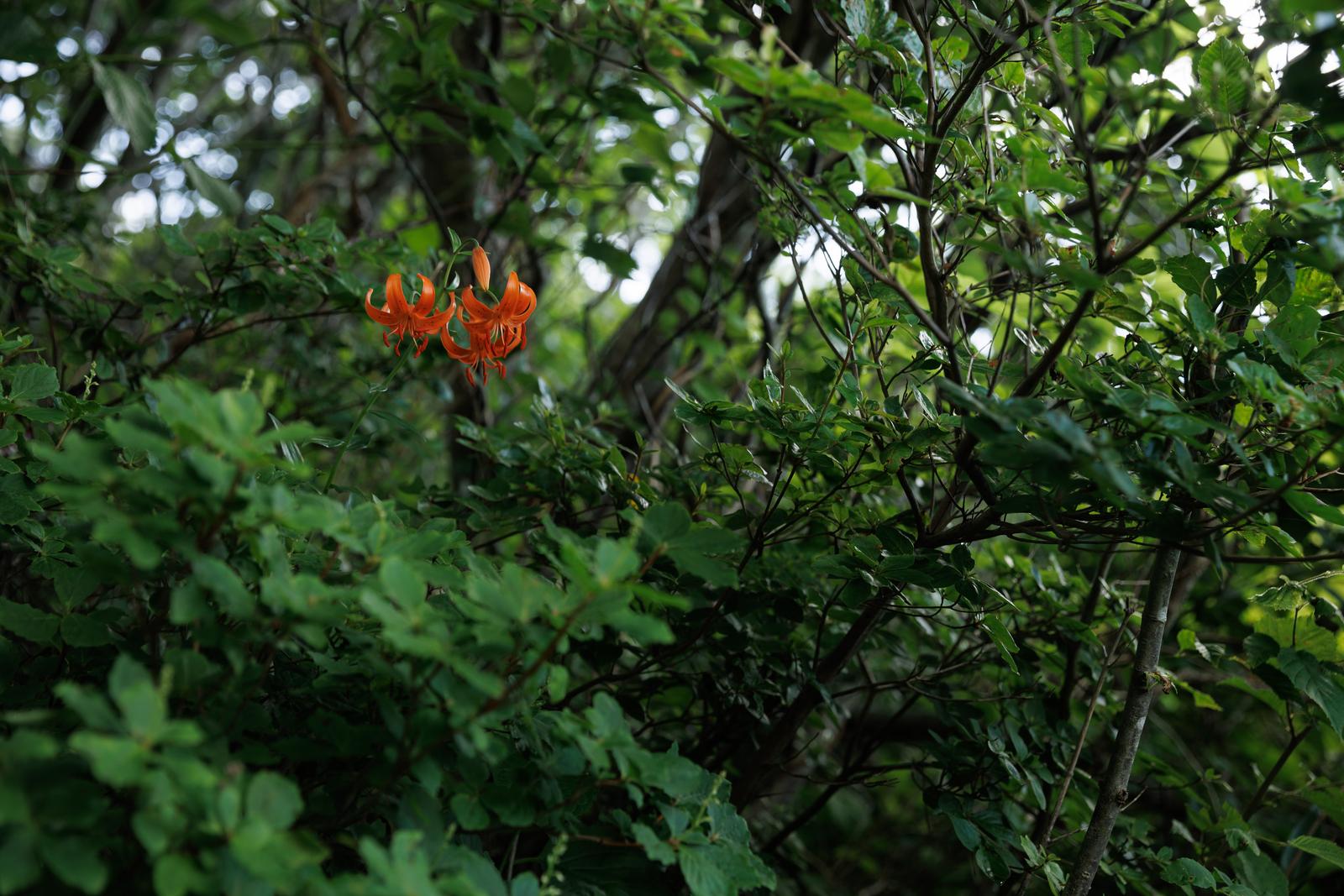 磐梯山の緑の林に咲く橙赤色のコオニユリの花