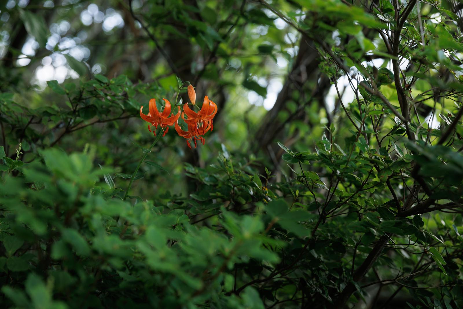 磐梯山の高山植物コオニユリの赤橙色の花が咲く様子