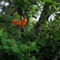 磐梯山の猪苗代町に自生するコオニユリの赤橙色の花の写真