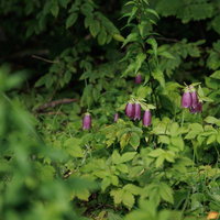 磐梯山の猪苗代町に自生するホタルブクロと高山植物の写真