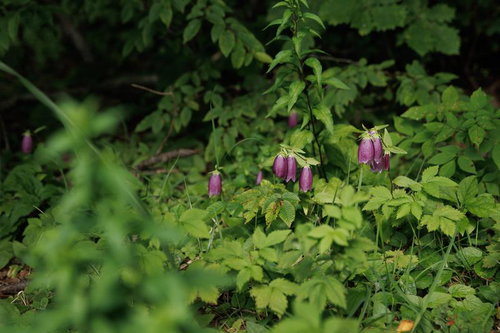 磐梯山の猪苗代町に自生するホタルブクロと高山植物