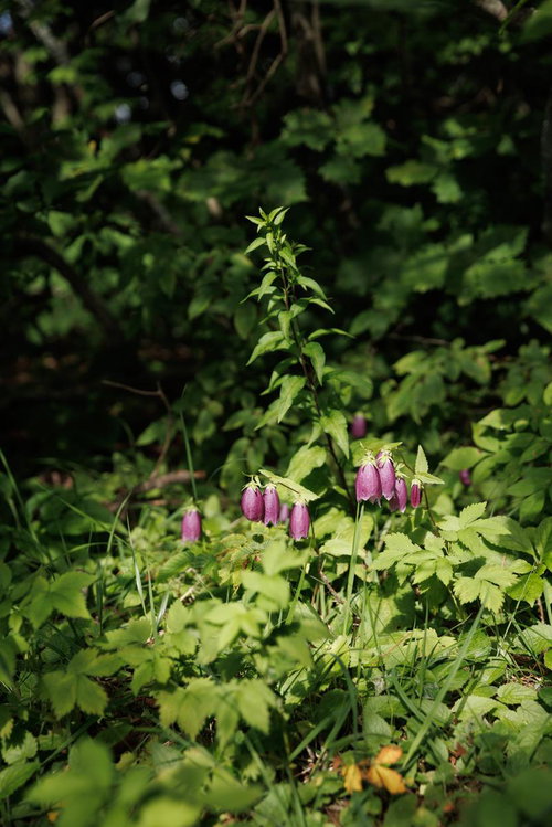磐梯山の高山植物、ホタルブクロと山野草の釣鐘状の花