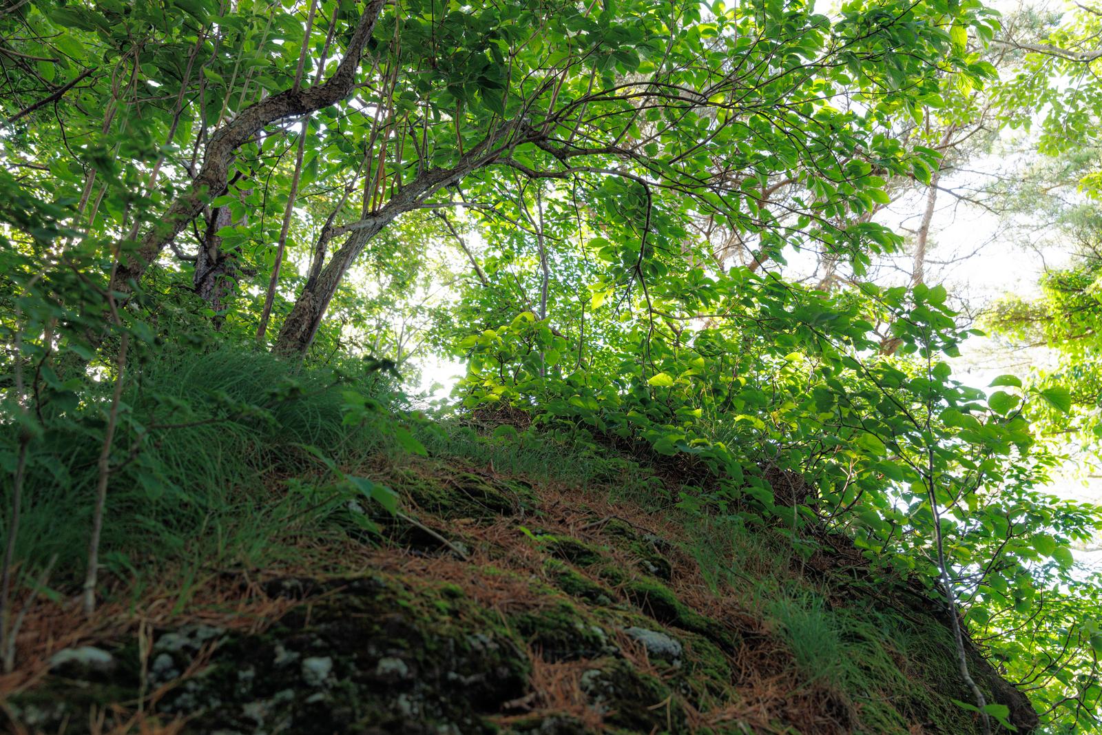 猪苗代登山口の斜面で、日差しを受けた雑木林の新緑