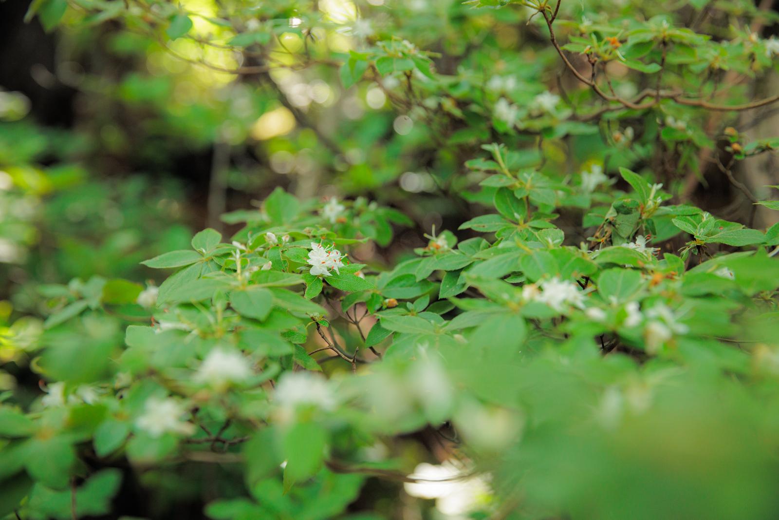 磐梯山の高山植物エリアに咲く白いコメツツジの花の群生