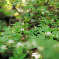 猪苗代町の磐梯山で見つけるコメツツジの白い花の写真