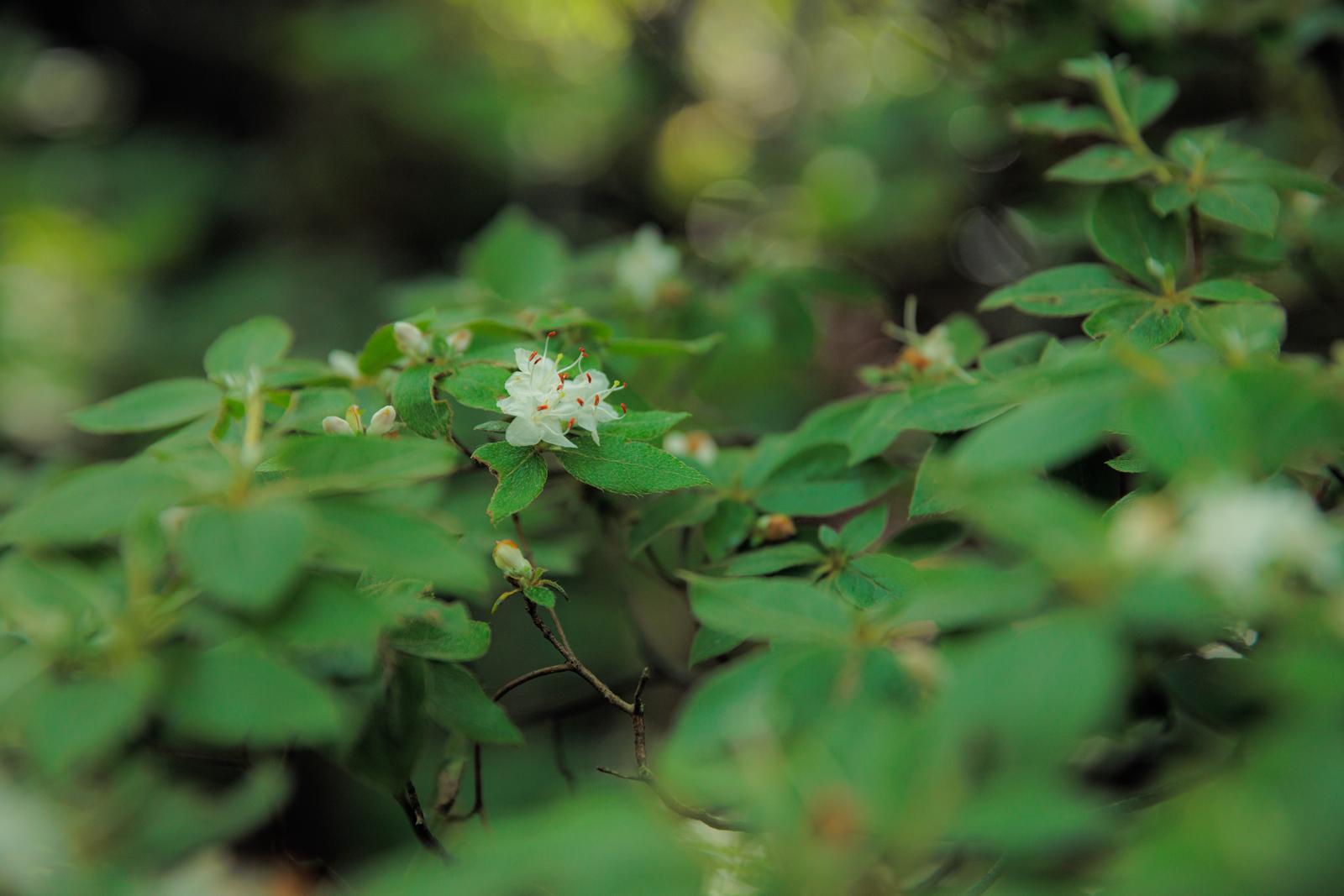 磐梯山に咲く白いコメツツジの花と濃い緑色の葉