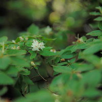 福島県磐梯山の高山植物、コメツツジの白い花の写真