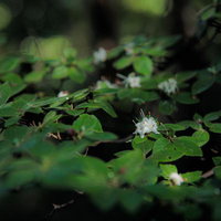 猪苗代町の磐梯山麓に咲くコメツツジと高山植物の写真