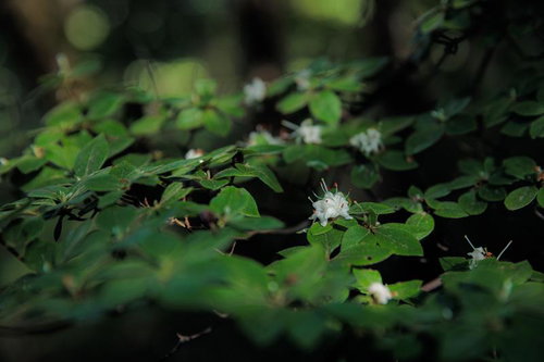 猪苗代町の磐梯山麓に咲くコメツツジと高山植物