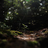 猪苗代登山口の木漏れ日が差す新芽と苔むした林床の写真