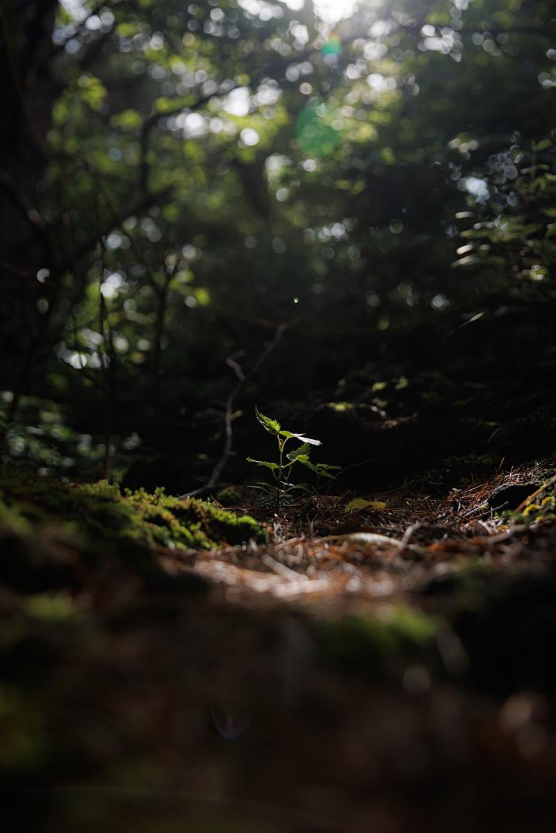 猪苗代登山口の木漏れ日が差す林で育つ新芽と苔