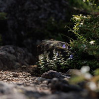 猪苗代町の磐梯山麓に咲くミヤマシャジンと高山植物の写真