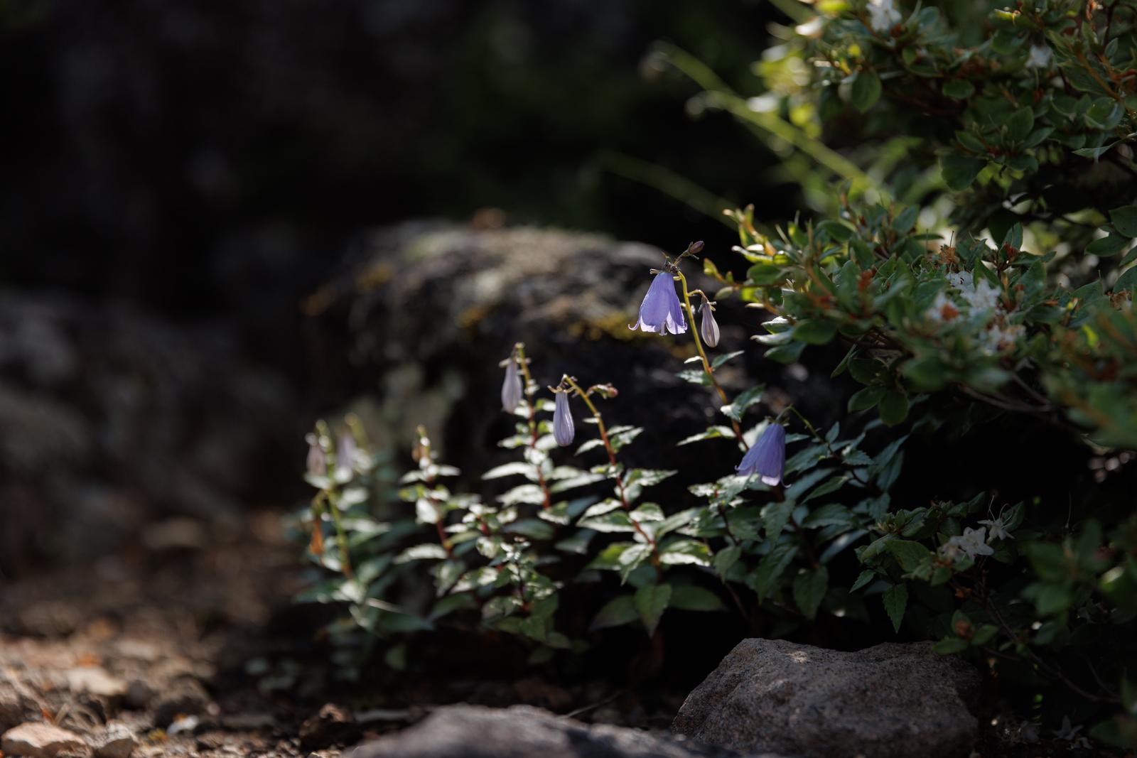 磐梯山の登山道で咲く紫色のミヤマシャジンの花と緑の植物