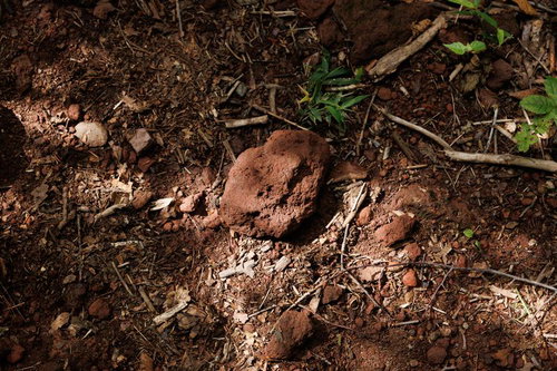 猪苗代町の磐梯山登山道に転がる石ころと落ち葉
