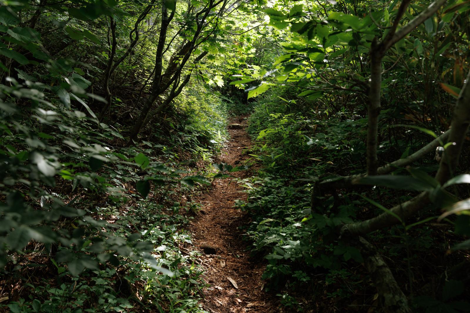 磐梯山登山道の新緑に囲まれた土の道と茂った雑木林