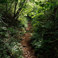 猪苗代町の磐梯山登山道、新緑の雑木林に続く石段と土の路面の写真
