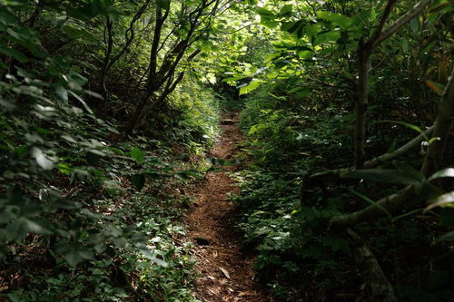 猪苗代町の磐梯山登山道、新緑の雑木林に続く石段と土の路面