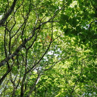 磐梯山の麓、猪苗代町の雑木林が空を覆う新緑の風景の写真