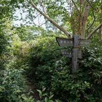 磐梯山の登山道を示す指導標と茂みに囲まれた山道の写真