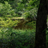 磐梯山猪苗代登山口、樹々に囲まれた水面の風景の写真