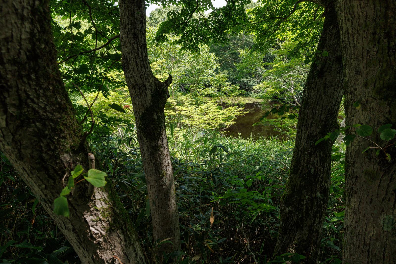 樹間から見える猪苗代登山口の水面と緑に囲まれた静かな森の風景