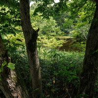 猪苗代登山口の樹間から見える水面と緑の静けさの写真