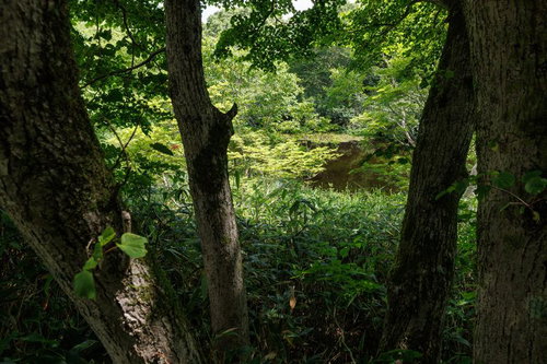 猪苗代登山口の樹間から見える水面と緑の静けさ