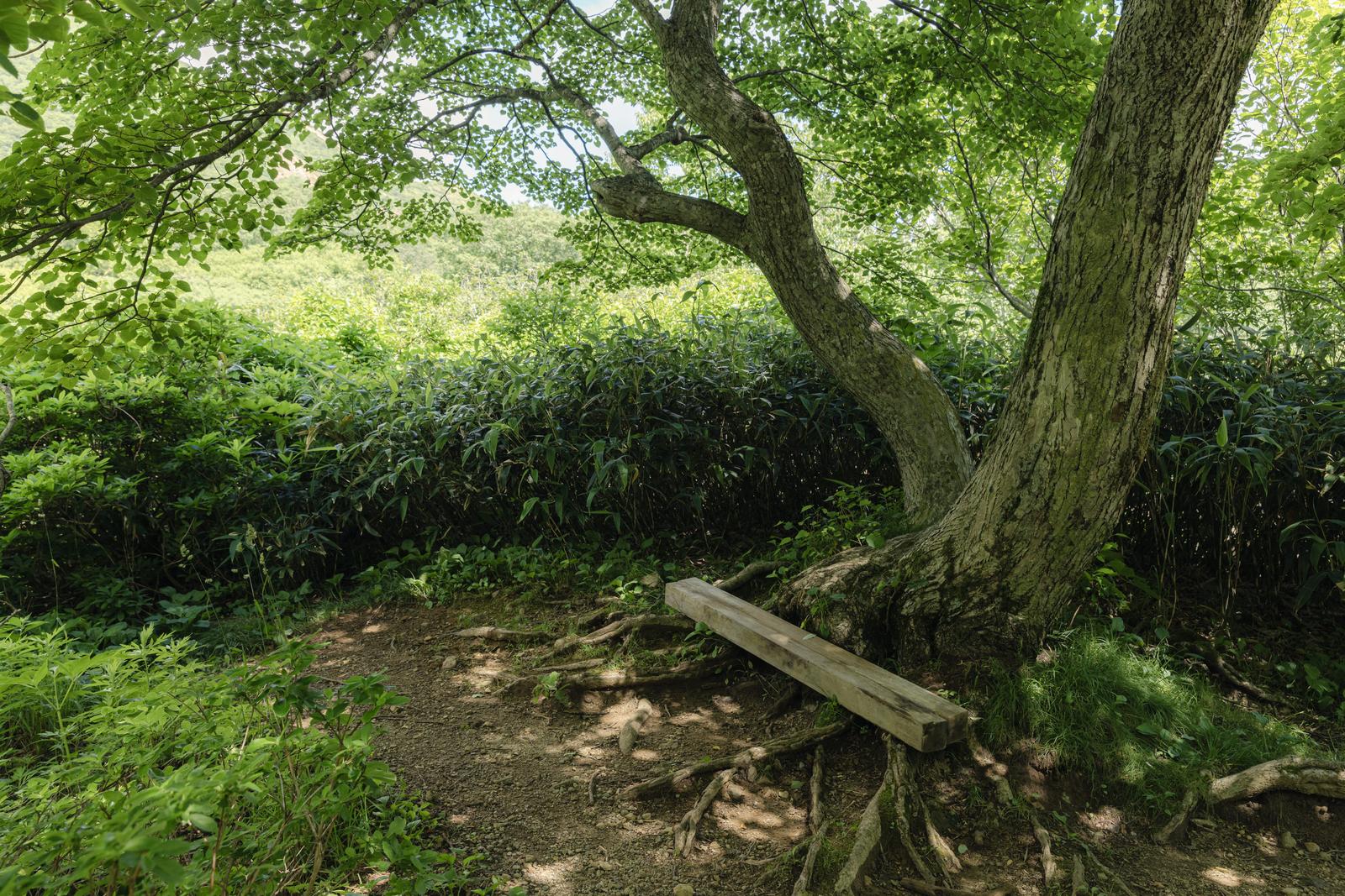 磐梯山猪苗代登山口の樹根が露出した林間の登山道に置かれた木製ベンチ