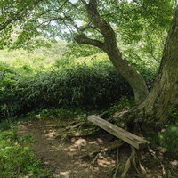 磐梯山猪苗代登山口の登山道、樹根が露出した木陰の道の写真
