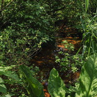 猪苗代の湿地に茂る植物と磐梯山の自然生態の写真